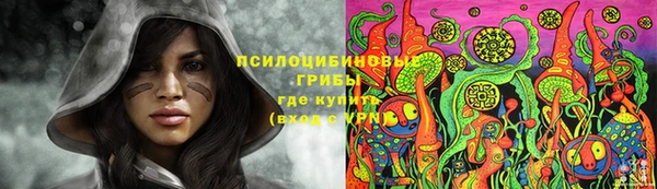 прущие грибы Каменногорск
